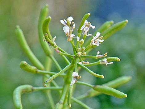 Watercress (Nasturtium officinale)