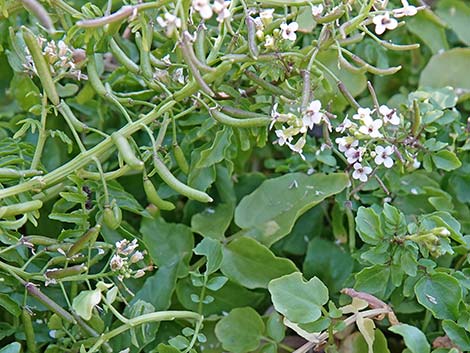 Watercress (Nasturtium officinale)