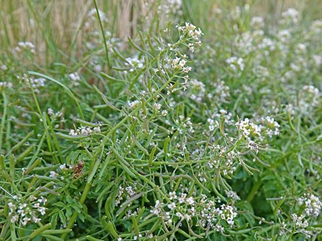 Watercress (Nasturtium officinale)