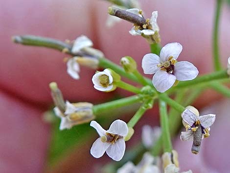 Watercress (Nasturtium officinale)