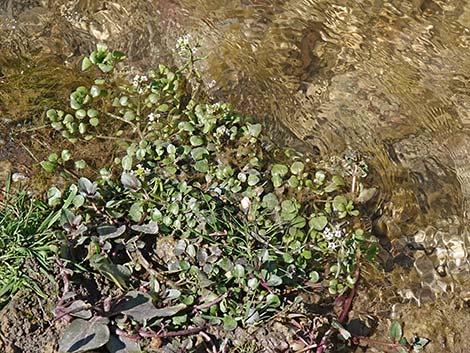 Watercress (Nasturtium officinale)