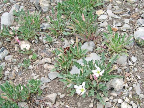 Tufted Evening Primrose (Oenothera caespitosa)