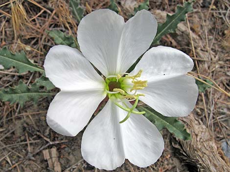 Tufted Evening Primrose (Oenothera caespitosa)