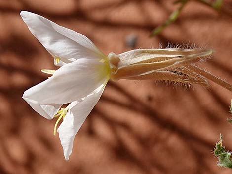 Tufted Evening Primrose (Oenothera caespitosa)