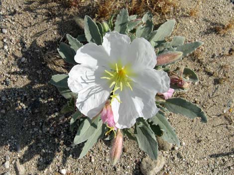 California Evening Primrose (Oenothera californica)