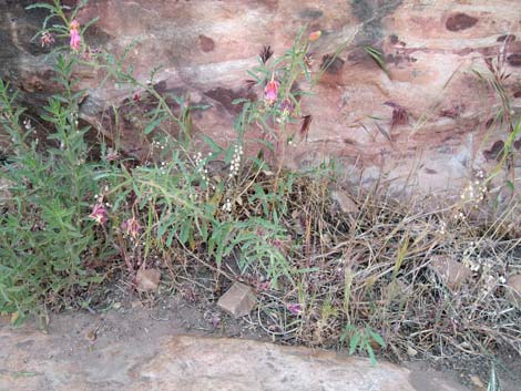 California Evening Primrose (Oenothera californica)