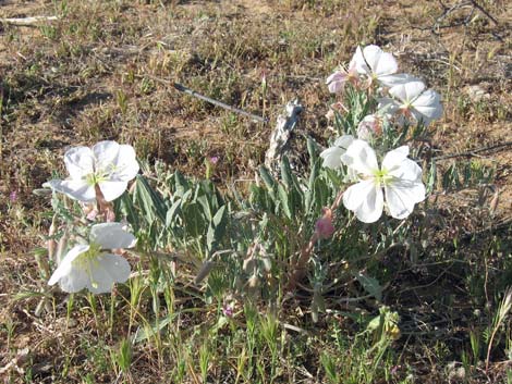 California Evening Primrose (Oenothera californica)