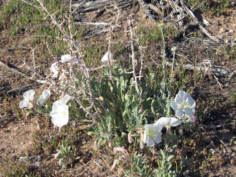 California Evening Primrose (Oenothera californica)