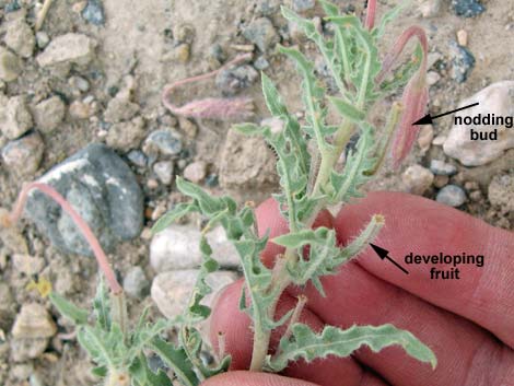 California Evening Primrose (Oenothera californica)