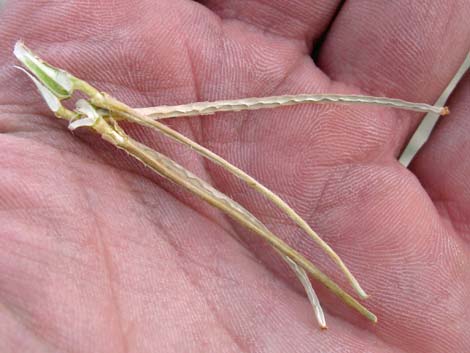 California Evening Primrose (Oenothera californica)