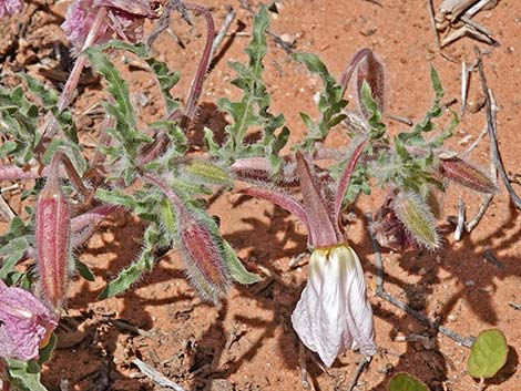 California Evening Primrose (Oenothera californica)