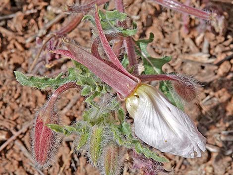 California Evening Primrose (Oenothera californica)