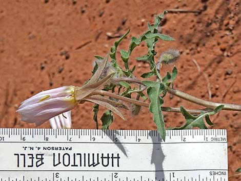 California Evening Primrose (Oenothera californica)