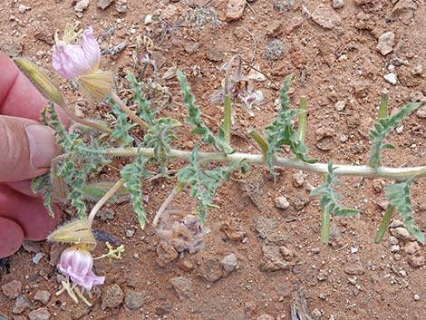 California Evening Primrose (Oenothera californica)