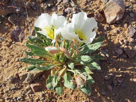 California Evening Primrose (Oenothera californica)