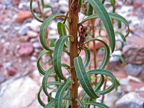 Tall Evening Primrose (Oenothera elata)