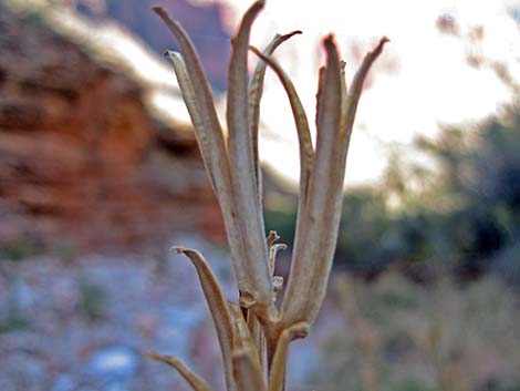 Tall Evening Primrose (Oenothera elata)