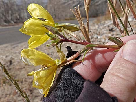 Tall Evening Primrose (Oenothera elata)