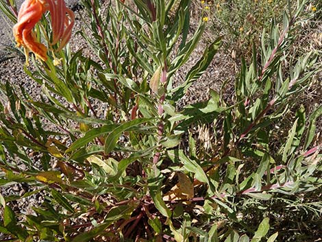 Longstem Evening Primrose (Oenothera longissima)