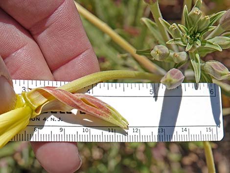 Longstem Evening Primrose (Oenothera longissima)