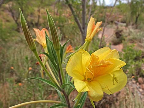 Longstem Evening Primrose (Oenothera longissima)