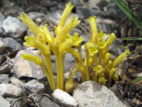 Clustered Broom-rape (Orobanche fasciculatum)