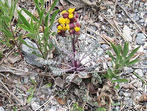 Lobeleaf Groundsel (Packera multilobata)