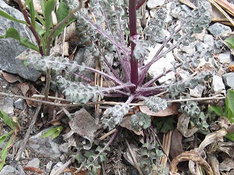 Lobeleaf Groundsel (Packera multilobata)