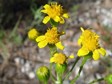 Lobeleaf Groundsel (Packera multilobata)