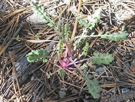 Lobeleaf Groundsel (Packera multilobata)