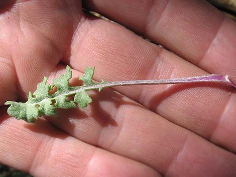 Lobeleaf Groundsel (Packera multilobata)