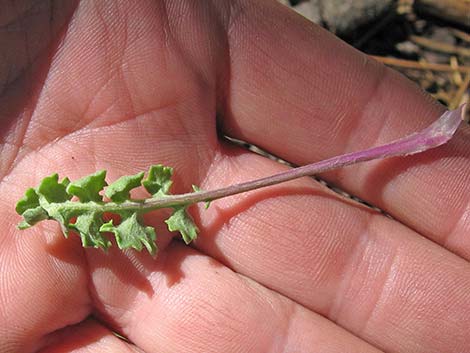 Lobeleaf Groundsel (Packera multilobata)