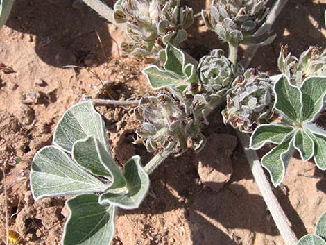 Indian breadroot (Pediomelum castoreum)