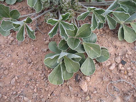 Indian breadroot (Pediomelum castoreum)