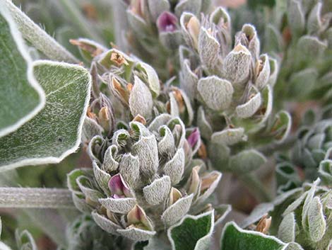 Indian breadroot (Pediomelum castoreum)