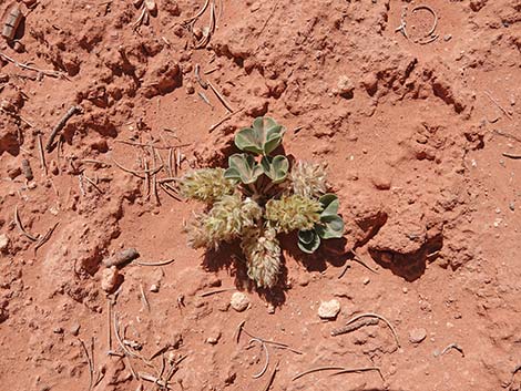 Indian breadroot (Pediomelum castoreum)