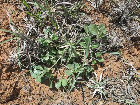 Indian breadroot (Pediomelum castoreum)