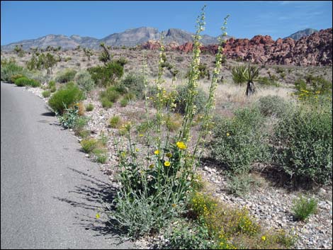 Yellow Pinto Beardtongue (Penstemon bicolor bicolor)