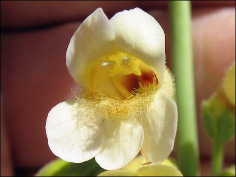 Yellow Pinto Beardtongue (Penstemon bicolor bicolor)