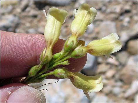 Yellow Pinto Beardtongue (Penstemon bicolor bicolor)