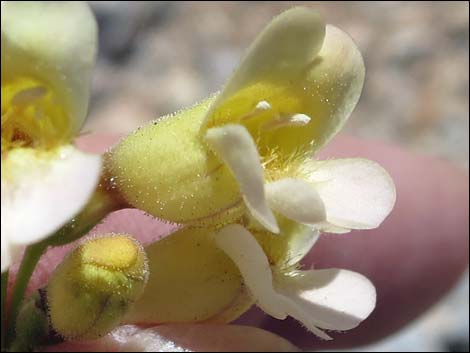 Yellow Pinto Beardtongue (Penstemon bicolor bicolor)