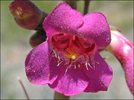 Rosy Pinto Penstemon (Penstemon bicolor var. roseus)