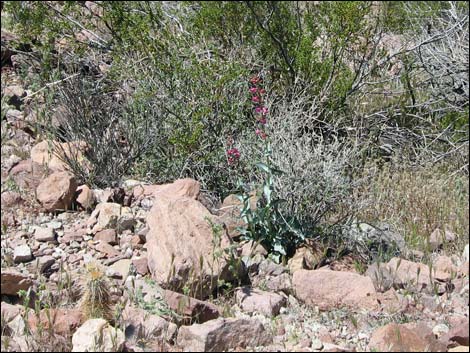 Rosy Pinto Penstemon (Penstemon bicolor var. roseus)