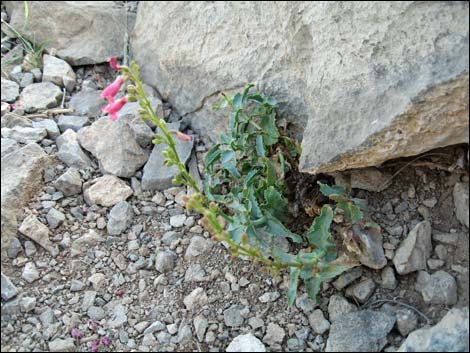 Rosy Pinto Penstemon (Penstemon bicolor var. roseus)