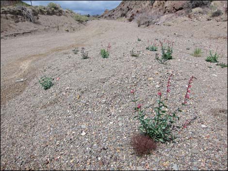 Rosy Pinto Penstemon (Penstemon bicolor var. roseus)