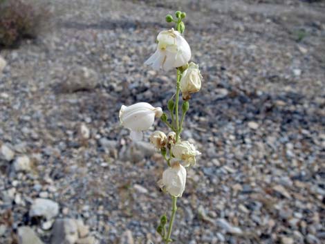 Palmer's Penstemon (Penstemon palmeri)