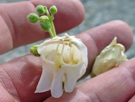 Palmer's Penstemon (Penstemon palmeri)