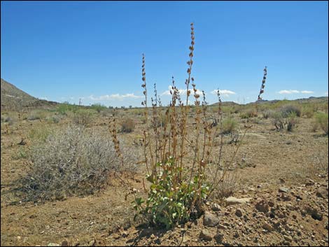 Palmer's Penstemon (Penstemon palmeri)