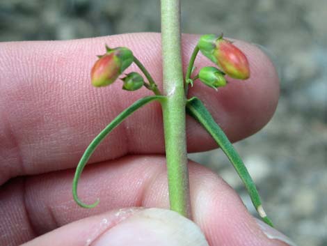 Bridge Penstemon (Penstemon rostriflorus)