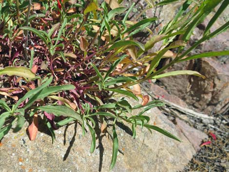 Bridge Penstemon (Penstemon rostriflorus)